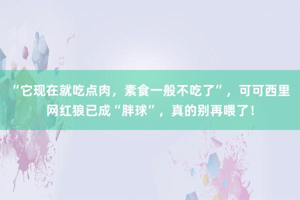 “它现在就吃点肉，素食一般不吃了”，可可西里网红狼已成“胖球”，真的别再喂了！